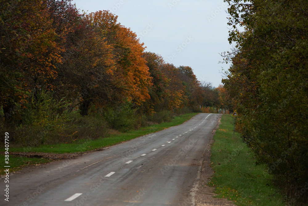 Fototapeta premium Empty road among the autumn forest