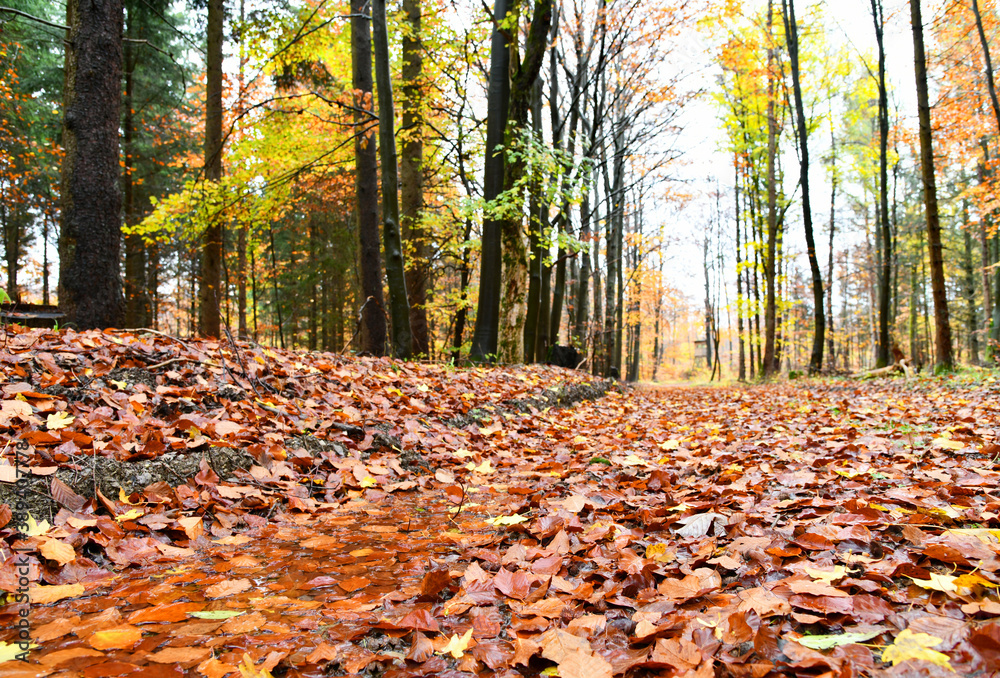 verregneter Herbstwald