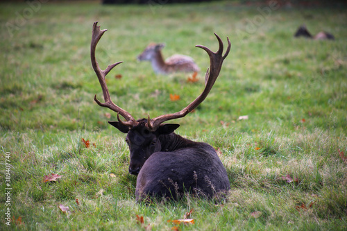 Fallow deer group of animals on meadow in autumn