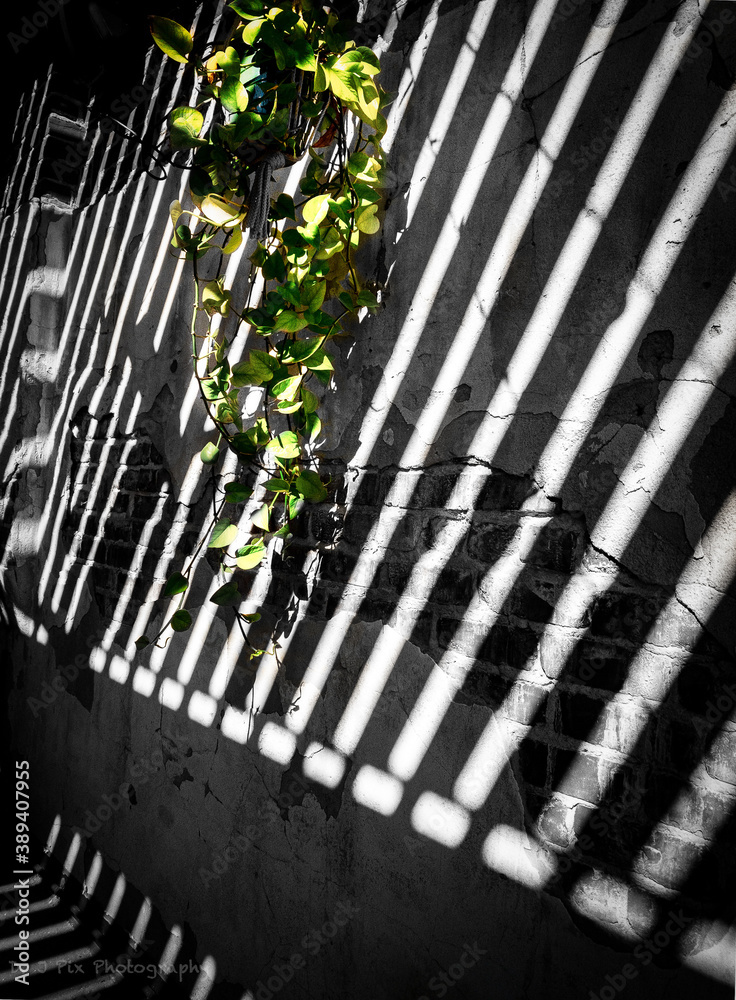 Obraz premium Green on a black and white wall