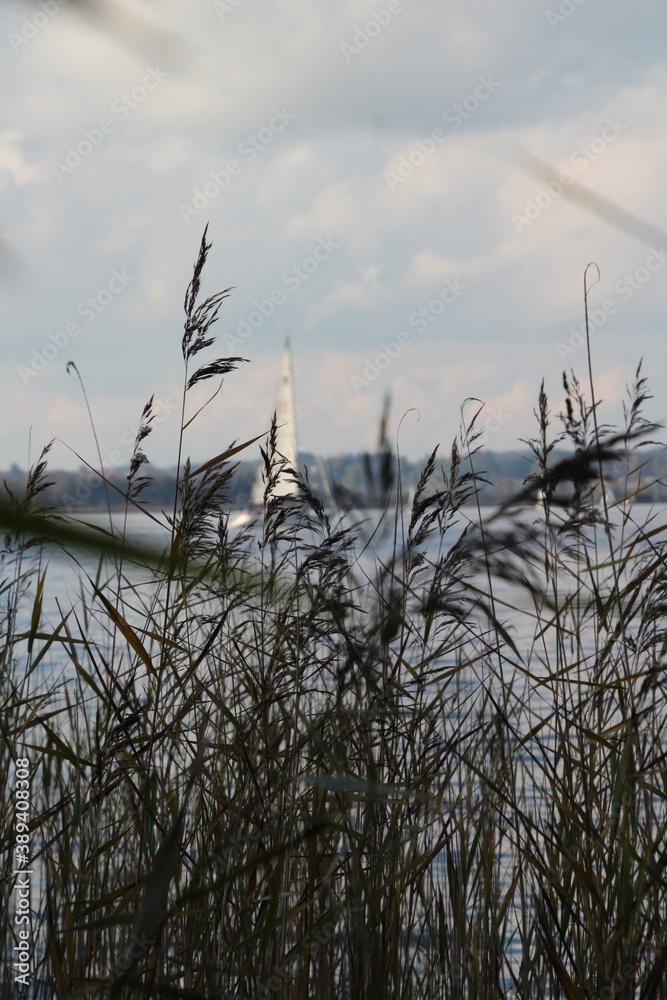 Obraz premium Segler im Schilf