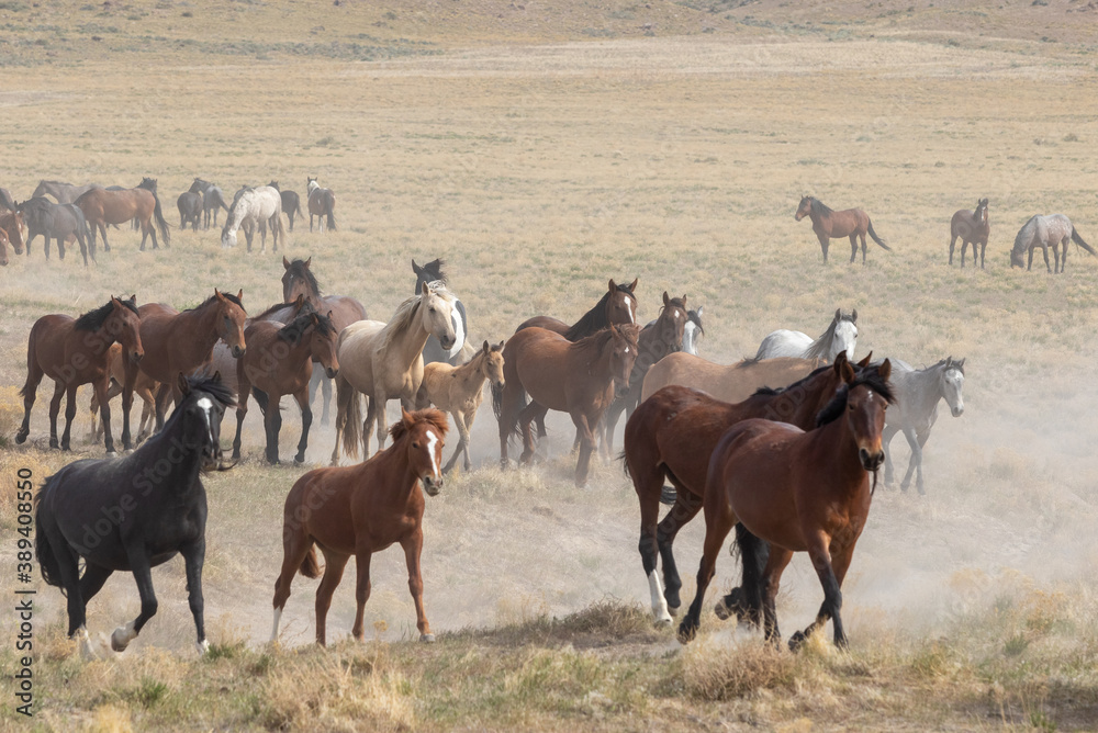 Herd of Wild Horses in the Utah Desert Herd of Wild Horses in the Utah Desert