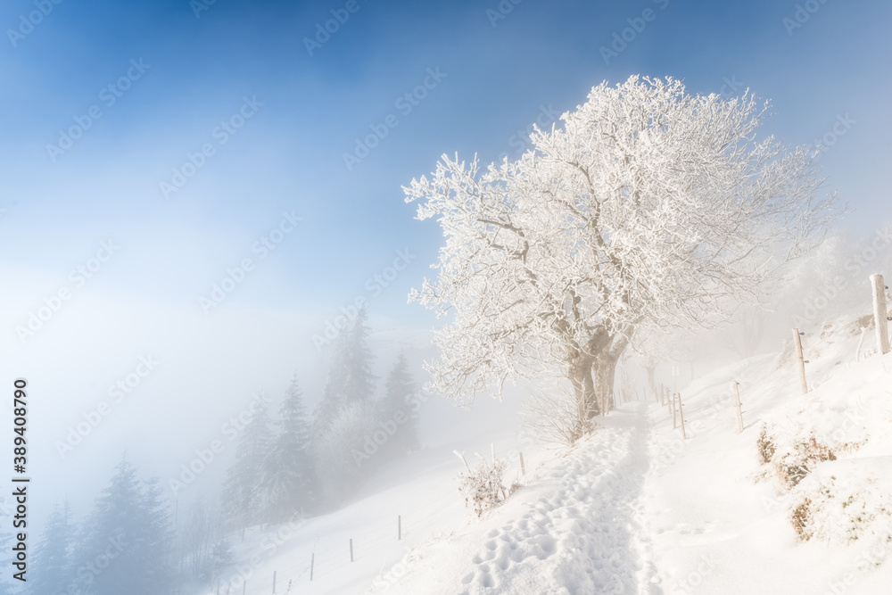 Fog in the winter forest. A path in snow drifts. A tree in snow clothes. Switzerland. Rigi Kaltbach. Fog in the winter forest. A path in snow drifts. A tree in snow clothes. Switzerland. Rigi Kaltbach.