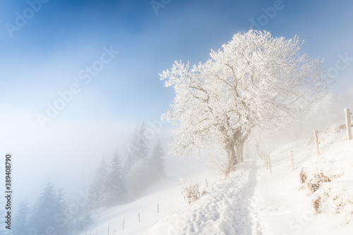 Fog in the winter forest. A path in snow drifts. A tree in snow clothes. Switzerland. Rigi Kaltbach.