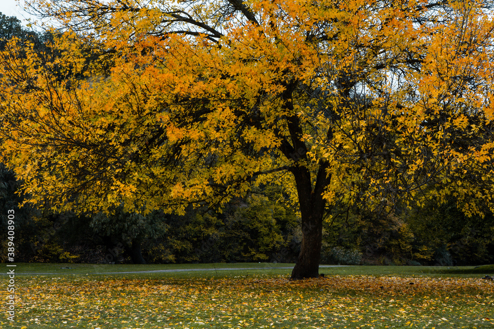 Beautiful autumn landscape with yellow trees, green and clouds. Falling leaves natural background Colorful foliage in the park Beautiful autumn landscape with yellow trees, green and clouds. Falling leaves natural background Colorful foliage in the park