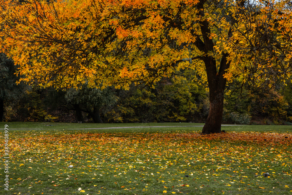 Beautiful autumn landscape with yellow trees, green and clouds. Falling leaves natural background Colorful foliage in the park Beautiful autumn landscape with yellow trees, green and clouds. Falling leaves natural background Colorful foliage in the park