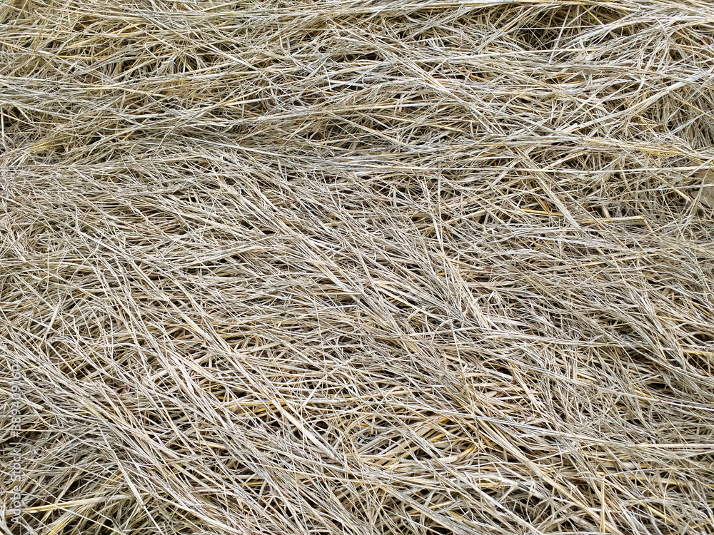 Dry straw background. Natural Texture Of Dried Yellow Dry Herb. Stacked ...