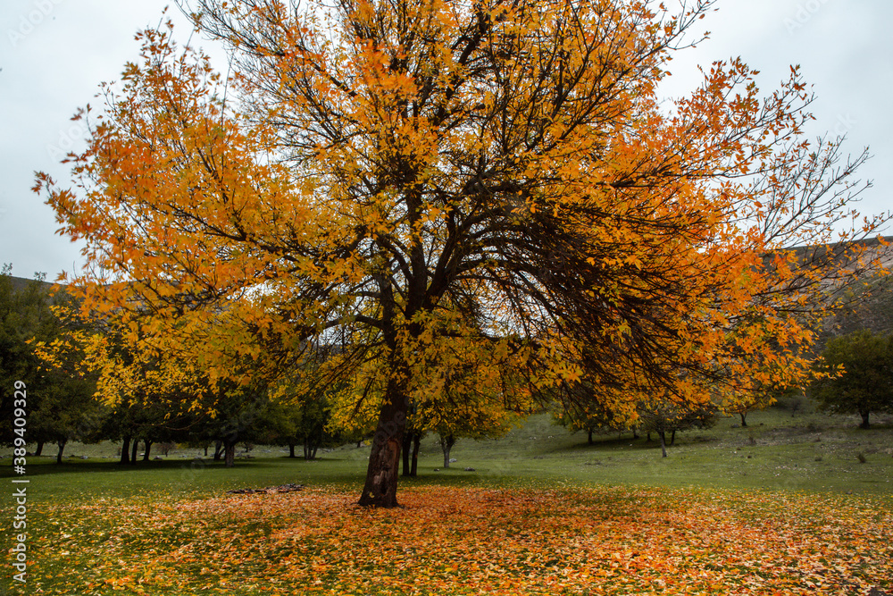 Beautiful autumn landscape with yellow trees, green and clouds. Falling leaves natural background Colorful foliage in the park