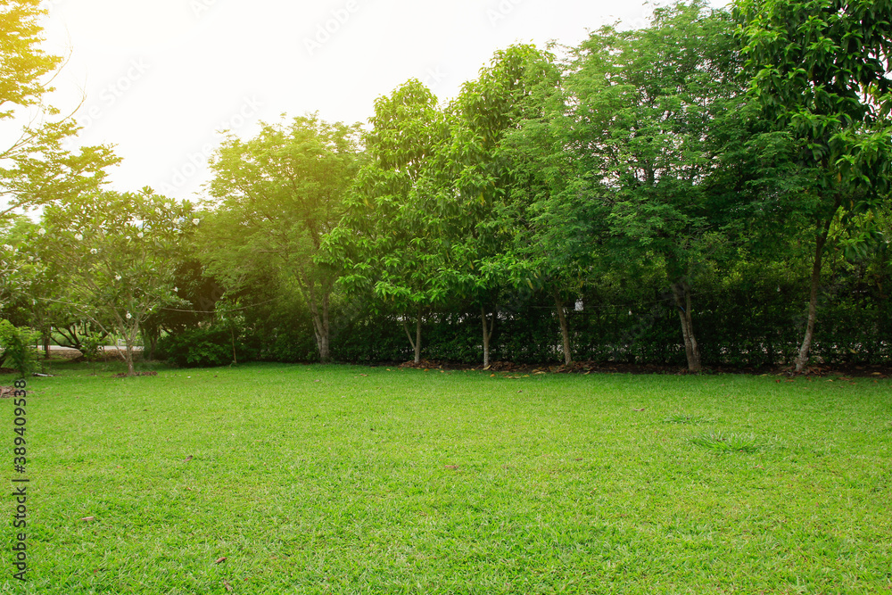 Fototapeta premium trees in the park and grass field