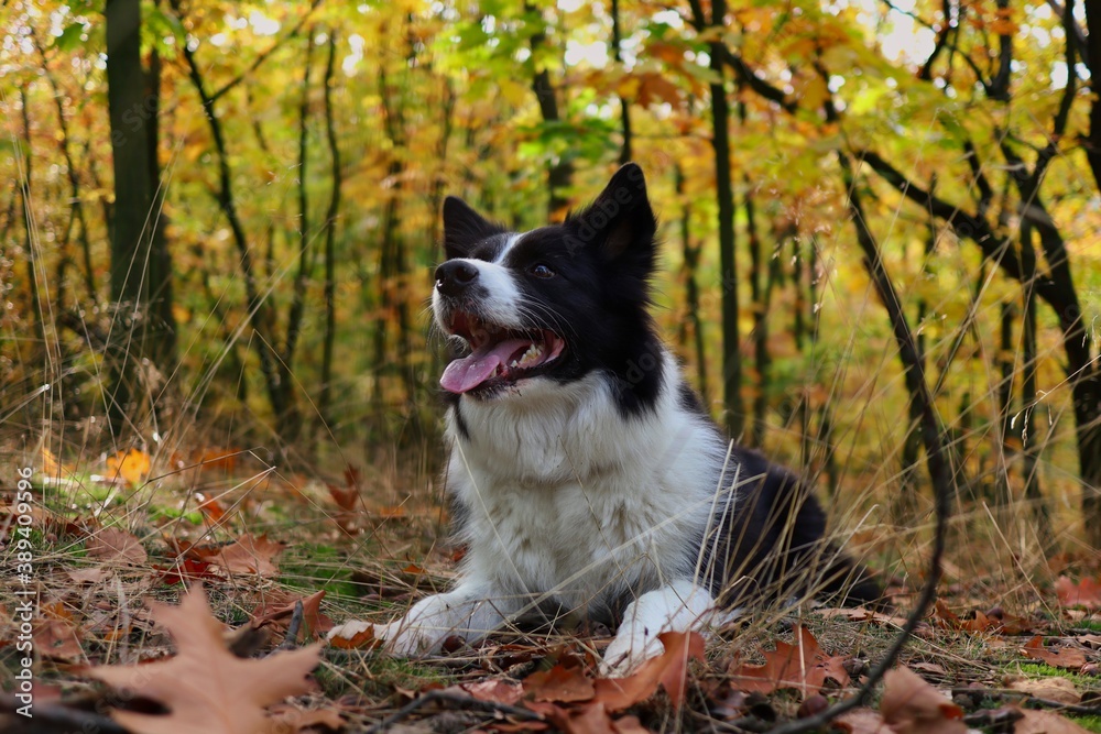 Happy Border Collie Lies Down in Colorful Autumn Forest during Fall Season. Cute Black and White Dog Enjoys Seasonal Weather.