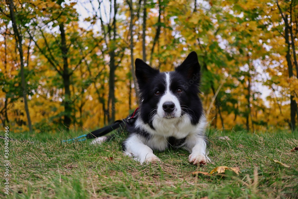 Adorable Border Collie Lies Down in front of Colorful Tree during Autumn. Cute Black and White Dog during Fall Season.