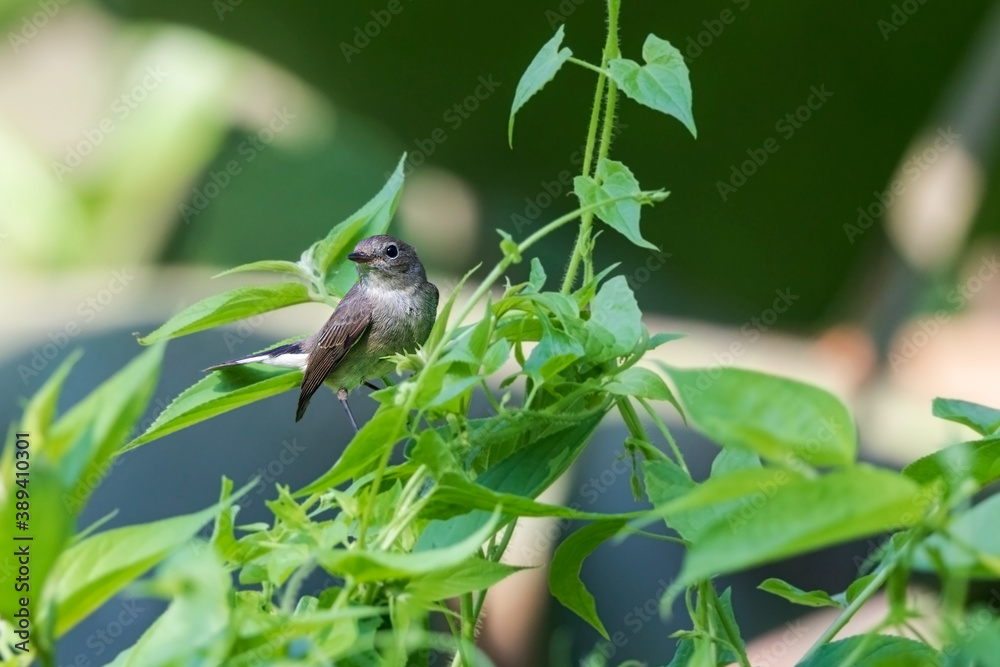 Naklejka premium Taiga flycatcher or red-throated flycatcher (Ficedula albicilla) in urban park at Kolkata, India.
