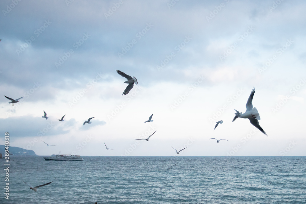 Ivory gulls fly over the sea coast