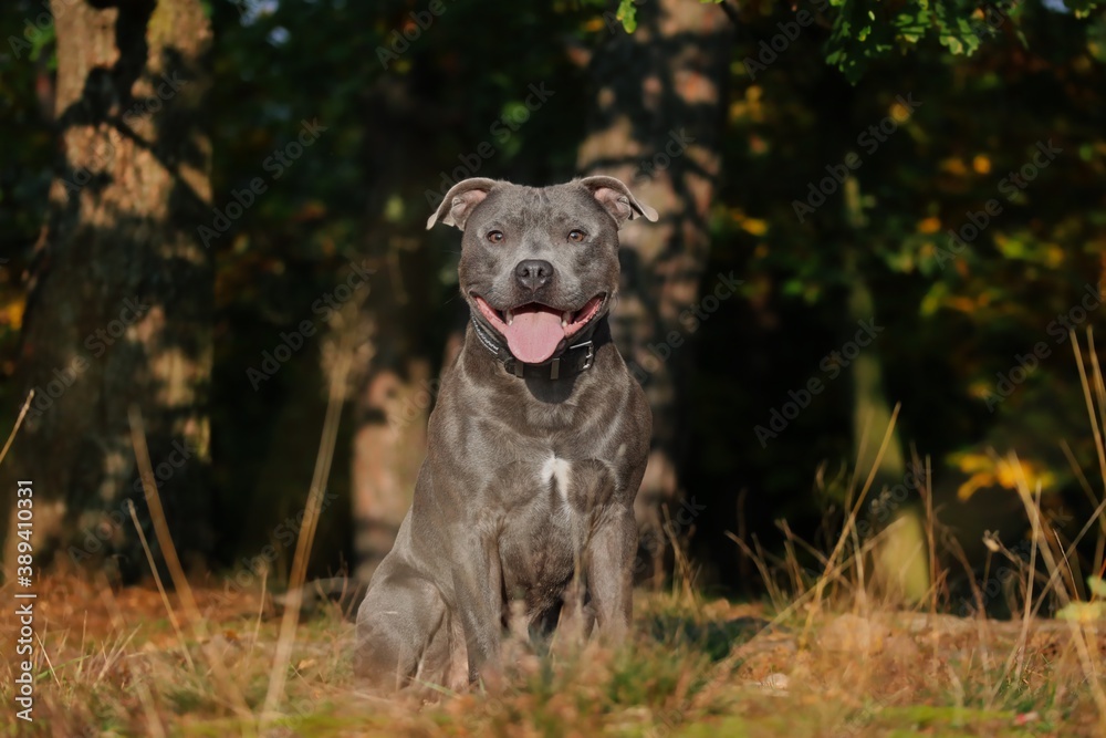 Happy Staffordshire Bull Terrier Sits in the Sunny Nature during Golden Hour. Adorable Blue Staffy with Tongue Out. Happy Staffordshire Bull Terrier Sits in the Sunny Nature during Golden Hour. Adorable Blue Staffy with Tongue Out.