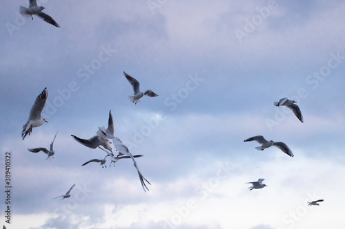 A flock of seagulls flying against the blue sky, freedom concept © yta