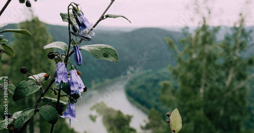 flower on Mana river