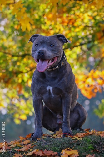 Adorable English Staffordshire Bull Terrier Sits on Small Hill in Autumn Nature with Tongue Out. Cute Blue Staffy Being Happy in Fall Season.