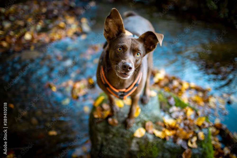 Brauner Hund mit gelben Augen und Knickohr auf Feldstein in einem Bach im  Herbst, schaut nach oben Stock-Foto | Adobe Stock