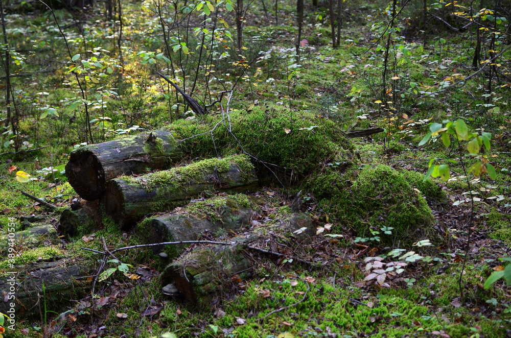 Old rotten logs covered with moss lie on the ground in the wild forest among the trees