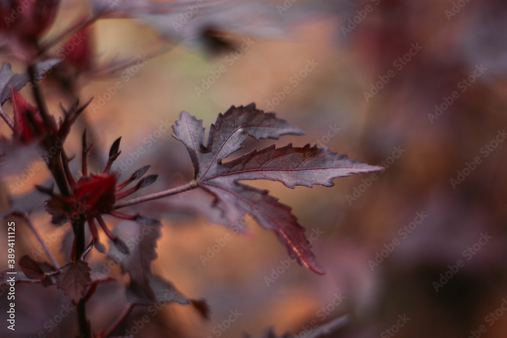 Maple hibiscus tree photos