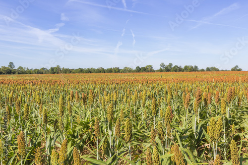 Large Sorghum field located just east of Demopolis, Alabama and before Union Town, Alabama off of highway 80. photo