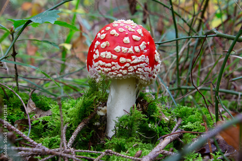 Close up of a fly agaric mushroom, also called Amanita muscaria or Fliegenpilz Close up of a fly agaric mushroom, also called Amanita muscaria or Fliegenpilz