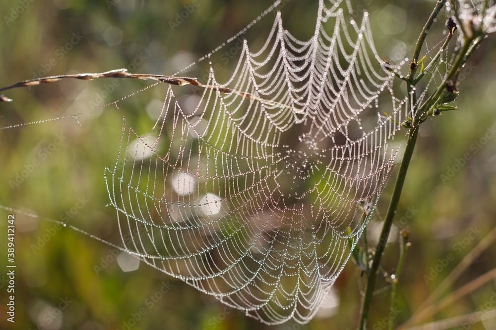 beautiful spider web with raindrops in the morning sunlight