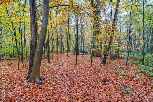Deciduous forest in fall with brown leaves on the ground.