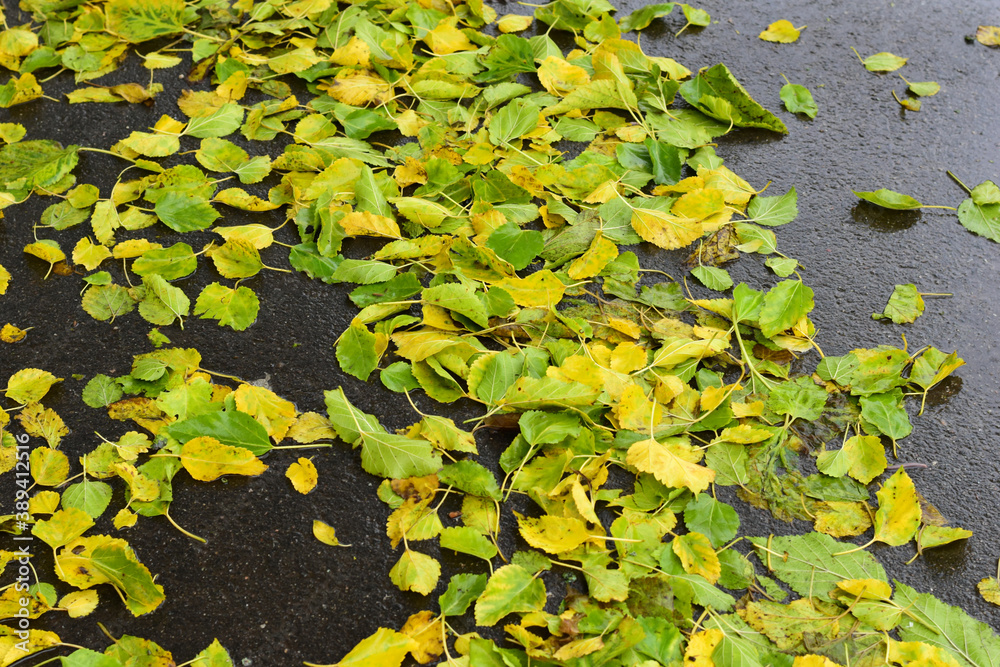 Yellow and green leaves that have fallen from the trees lie on the wet asvalt. Yellow and green leaves that have fallen from the trees lie on the wet asvalt.
