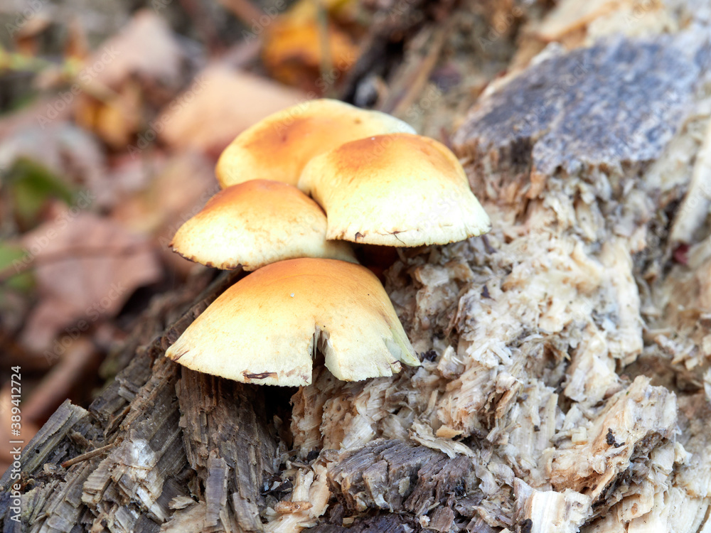 Small brown mushrooms growing on a log in woodland in autumn Small brown mushrooms growing on a log in woodland in autumn