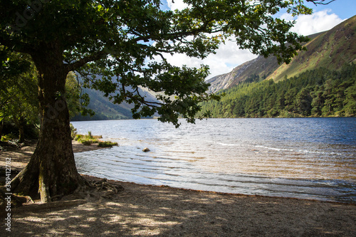 GLENDALOUGH, WICKLOW COUNTY, IRELAND - SEPTEMBER 12, 2018: Beautiful tree on the shore of Glendalough's Upper Lake during a sunny autumn day. © Dani Figueiredo