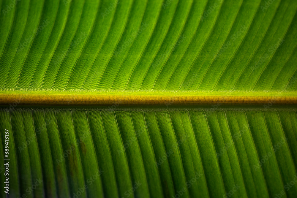 Close up Green banana leaf for the background texture Close up Green banana leaf for the background texture