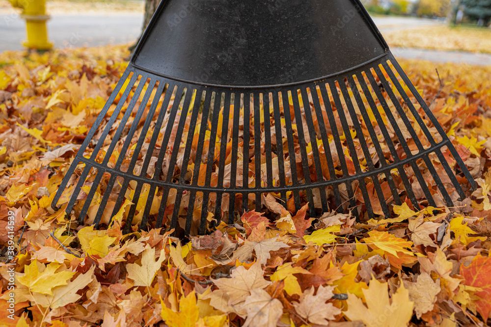 leaf rake with colorful fall leaves is rady to go to work - obrazy, fototapety, plakaty 