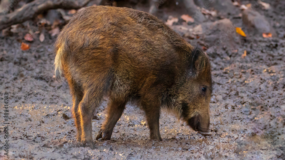 Foraging of the wild boars in the forest in their natural environmental Foraging of the wild boars in the forest in their natural environmental