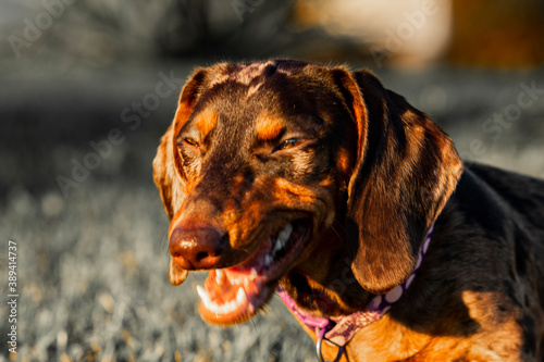 Laughing dog