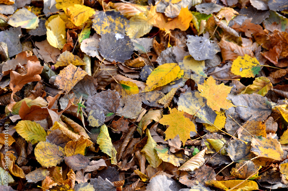 Fallen yellow leaves on the ground. Autumn maple leaf background. Dress warmer, go walking, the weather is cold Fallen yellow leaves on the ground. Autumn maple leaf background. Dress warmer, go walking, the weather is cold