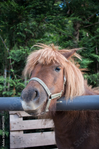 brown pony on the fence