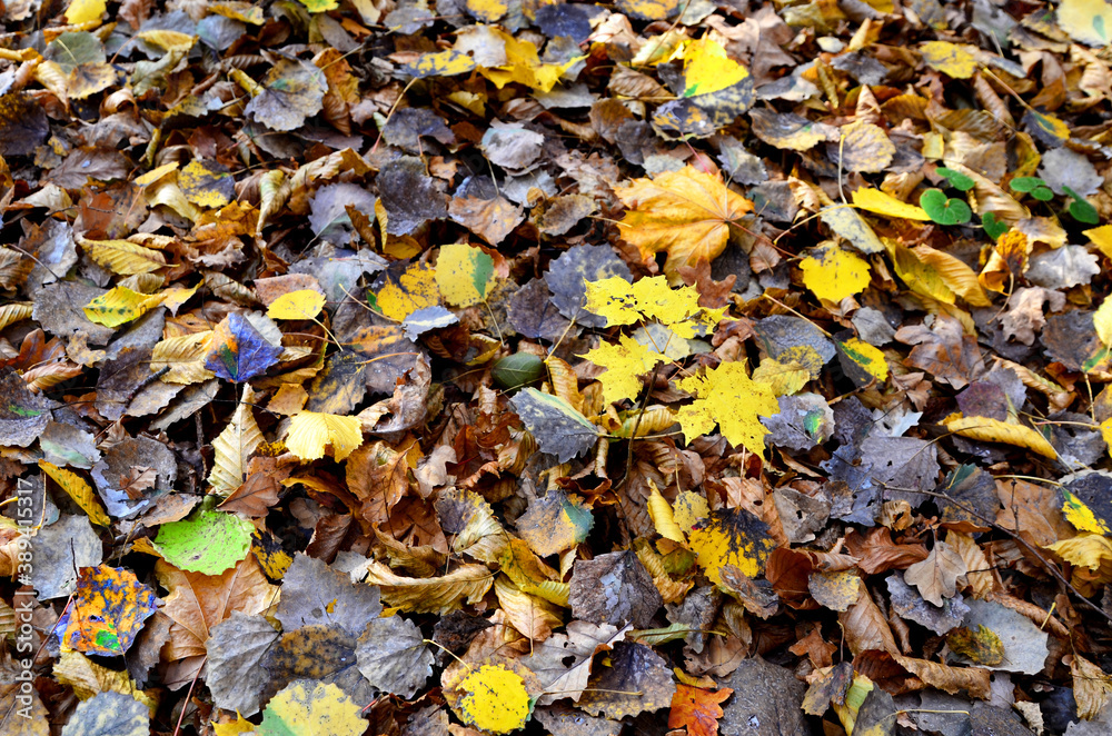 Fallen yellow leaves on the ground. Autumn maple leaf background. Dress warmer, go walking, the weather is cold Fallen yellow leaves on the ground. Autumn maple leaf background. Dress warmer, go walking, the weather is cold