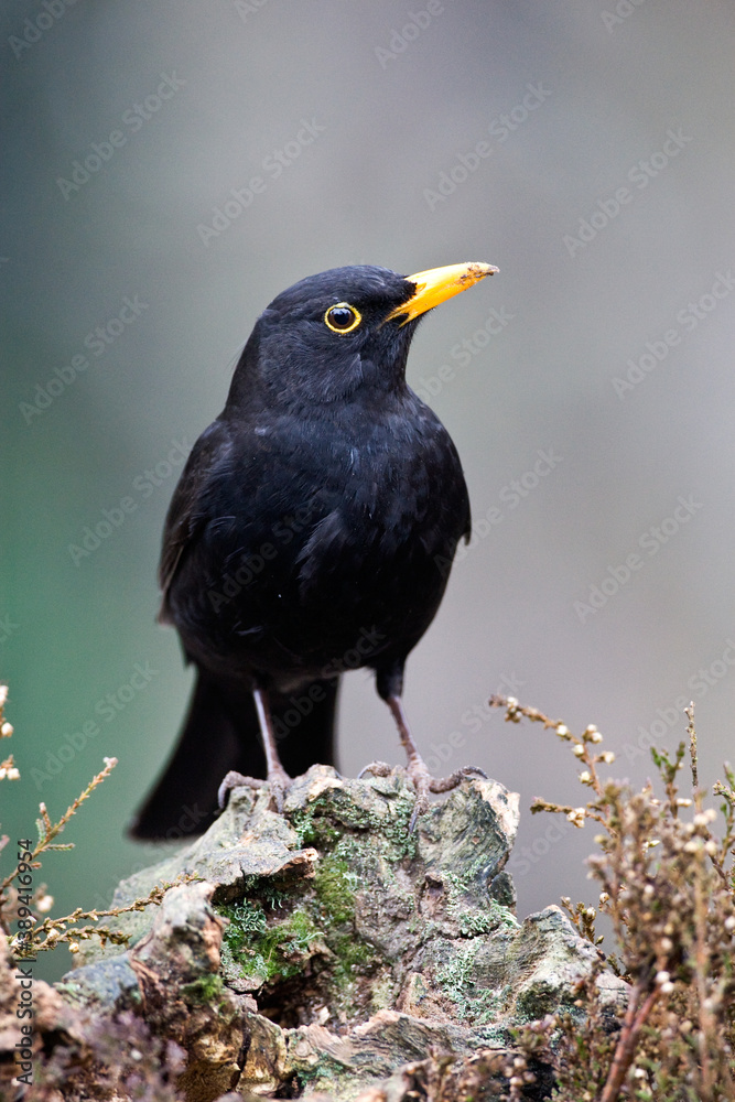 Obraz premium Common Blackbird, Turdus merula