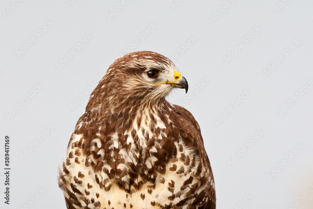 Common Buzzard, Buteo buteo Common Buzzard, Buteo buteo