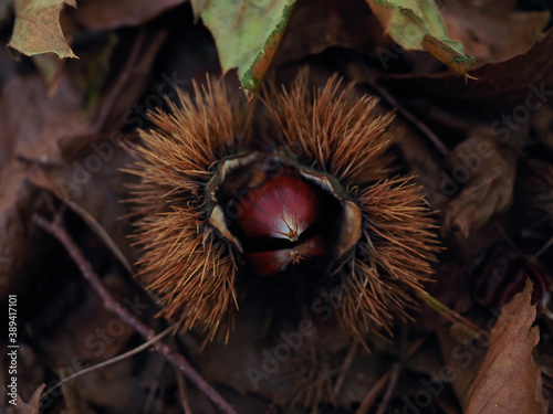 some chestnuts in the forest