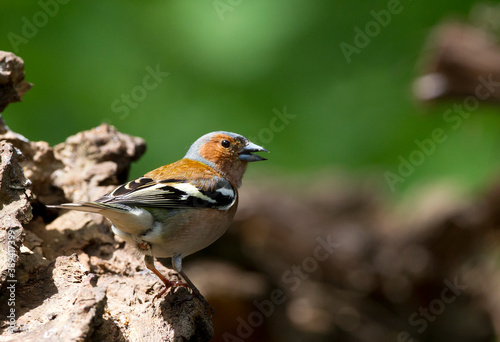 Common Chaffinch, Fringilla coelebs