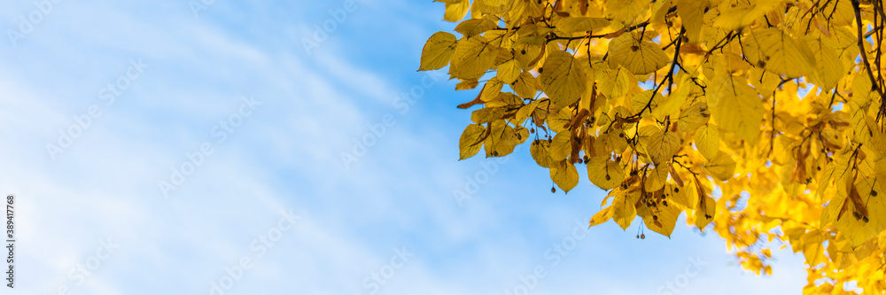 Obraz premium natural background of autumn leaves and blue sky