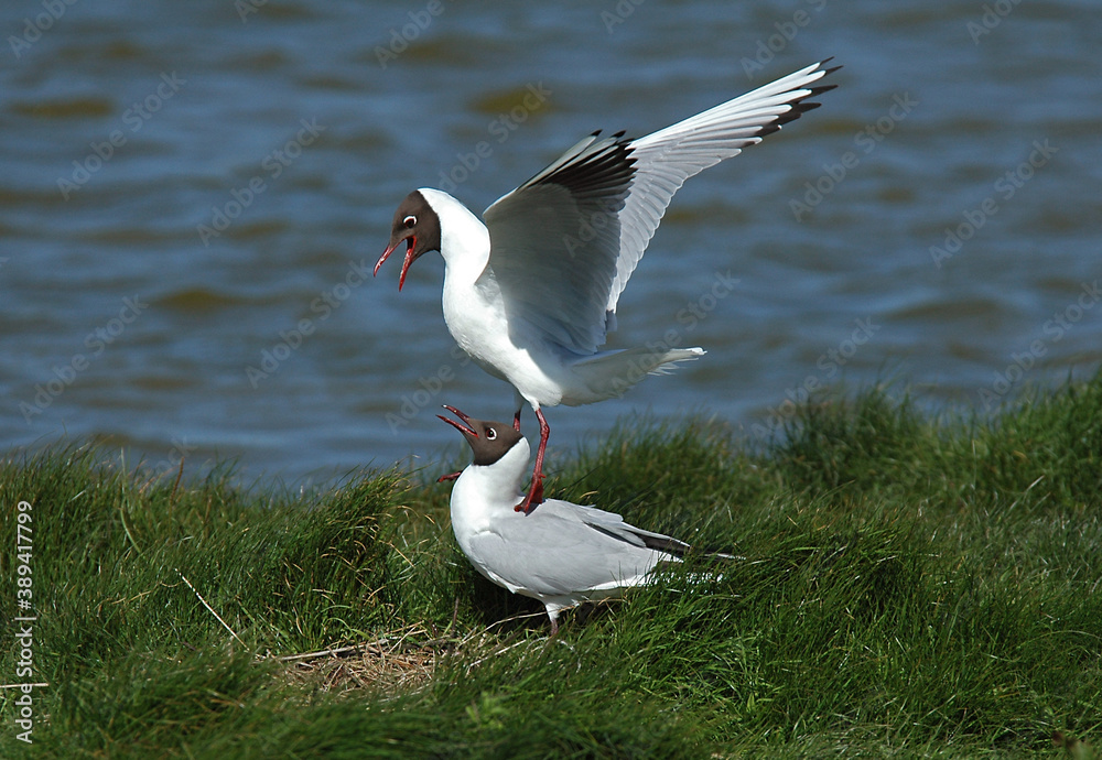 Fototapeta premium Black-headed Gull, Larus ridibundus