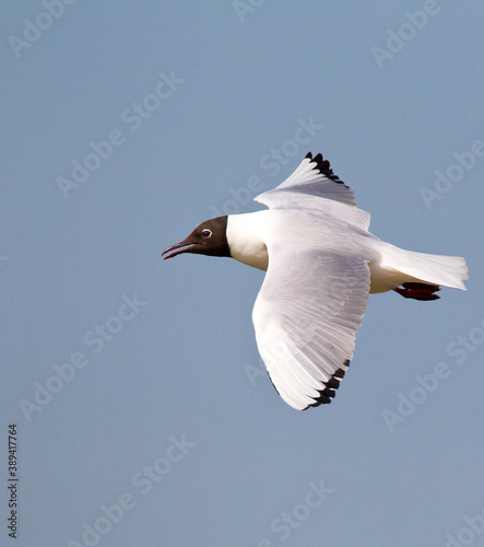 Φωτογραφία Black-headed Gull, Larus ridibundus
