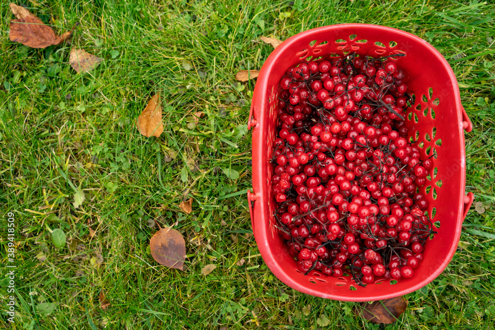 Viburnum in a basket on the green grass. Autumn berry picking. Viburnum in a basket on the green grass. Autumn berry picking.