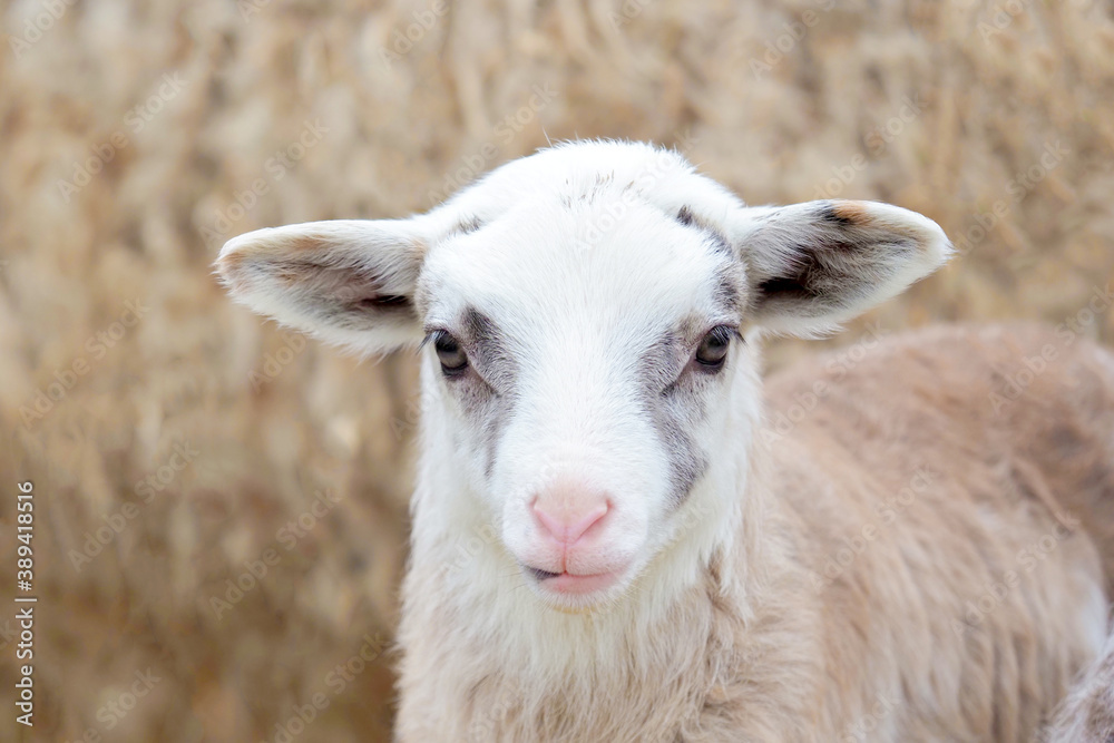 Young beige lamb of Romanov breed. Newly born lamb at the farm