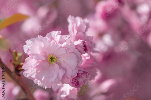 Fototapeta Naklejka Na Ścianę i Meble -  Pink spring flowers