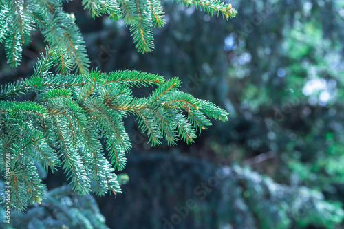 Green evergreen background.