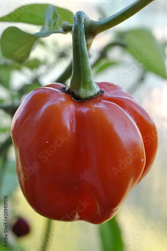 fresh vegetables, chili pepper